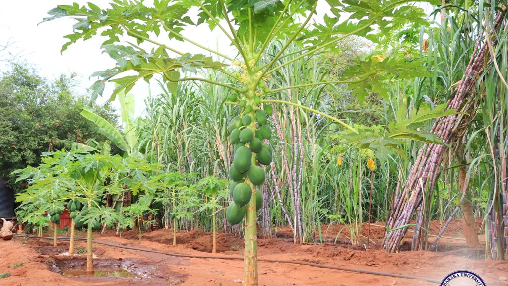 A Million Reasons to Choose and Join FLIN Faculty in Tharaka University